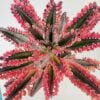 Kalanchoe Pink Butterfly