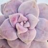 Graptoveria superbum