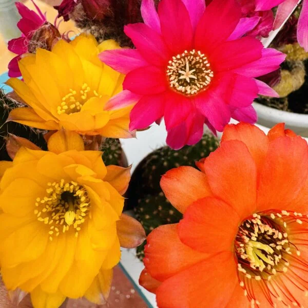 Chamaecereus silvestrii “Cactus cacahuete”