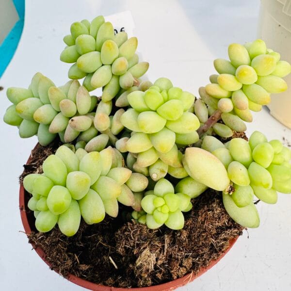 Sedum burrito - Image 8