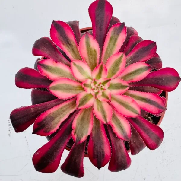 Aeonium mardi gras - Imagen 4