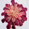 Aeonium mardi gras - Imagen 3