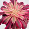 Aeonium mardi gras - Imagen 2