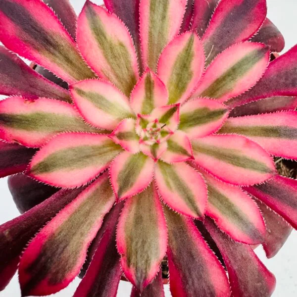 Aeonium mardi gras