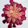 Aeonium mardi gras - Imagen 6
