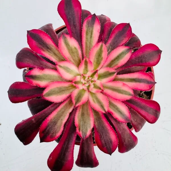 Aeonium mardi gras - Imagen 6