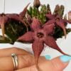 Stapelia schinzii