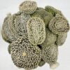 Maihueniopsis clavaroides albispina