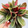 Peperomia rosso