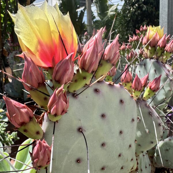 Opuntia violacea var. macrocentra