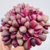 Pleiospilus nelli royal flush