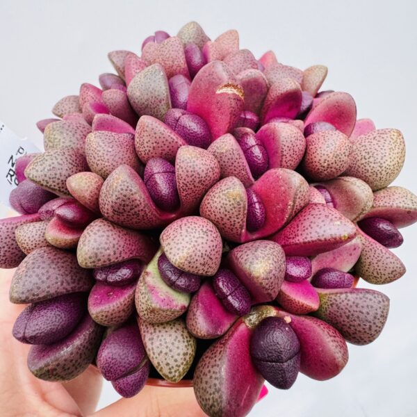 Pleiospilus nelli royal flush