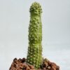 Cleistocactus jujuyensis f. monstruosa