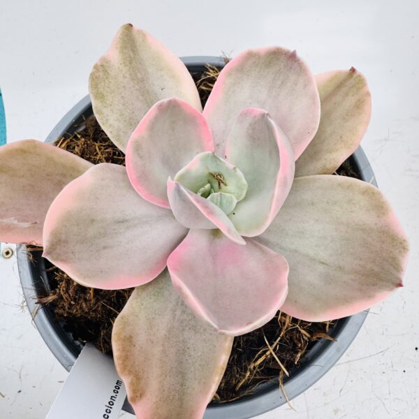 Echeveria decora variegata