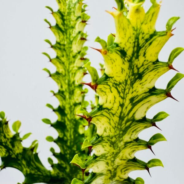 Euphorbia trigona mint cream - Imagen 3