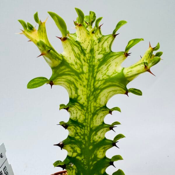 Euphorbia trigona mint cream - Imagen 5