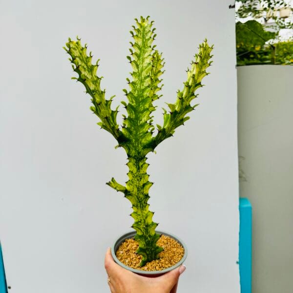 Euphorbia trigona mint cream - Imagen 6