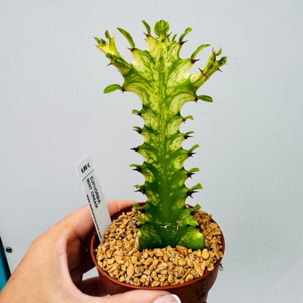 Euphorbia trigona mint cream - Imagen 7