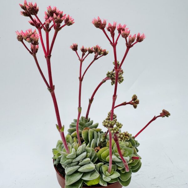 Crassula coralita