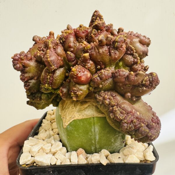 Echinopsis chocolate monstruosa - Imagen 4