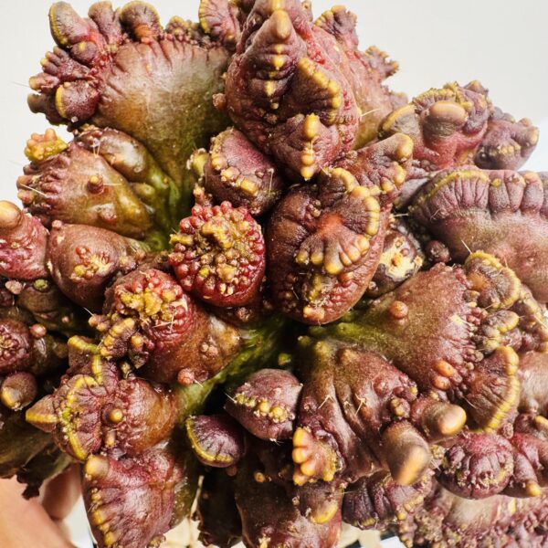 Echinopsis chocolate monstruosa - Imagen 3