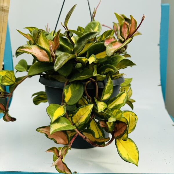 Hoya carnosa variegata grande 6
