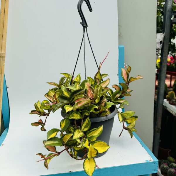 Hoya carnosa variegata grande 3