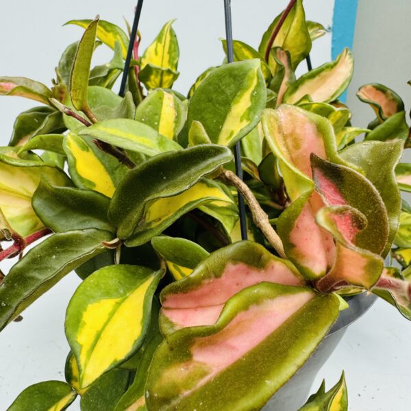 Hoya carnosa variegata grande 4