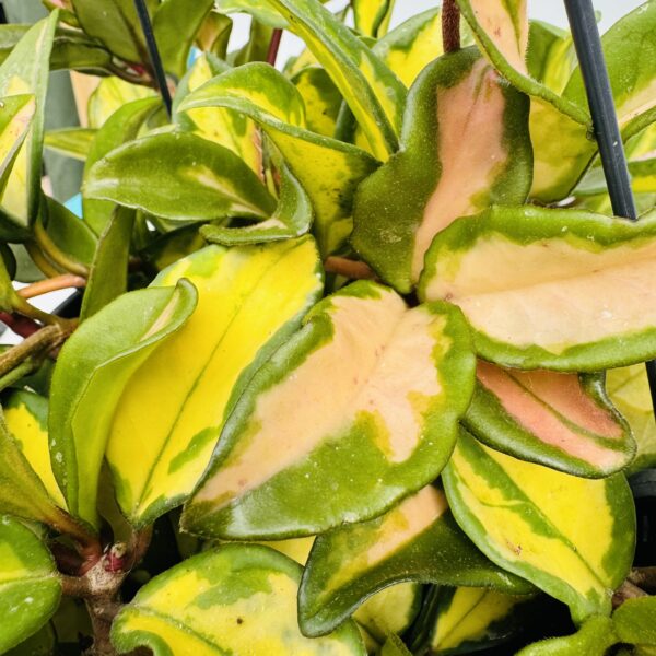 Hoya carnosa variegata grande 5