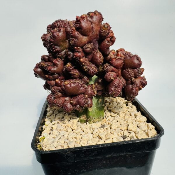 Echinopsis chocolate 2