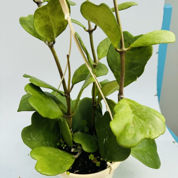 Hoya kerri “Planta corazón” 5