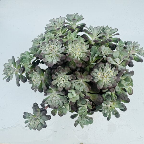 Sedum spathulifolium purpureum 3