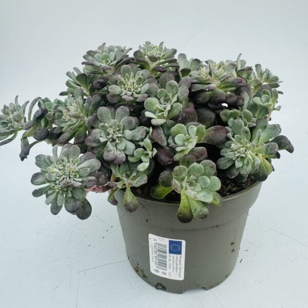 Sedum spathulifolium purpureum 4