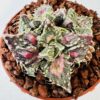 Faucaria tuberculosa pink