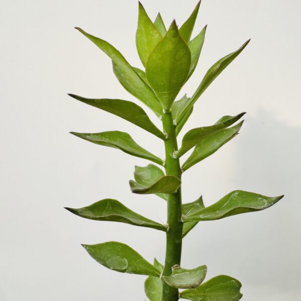 Pereskiopsis (Microinjertos)