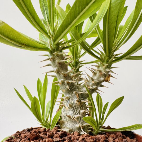 Pachypodium horombense