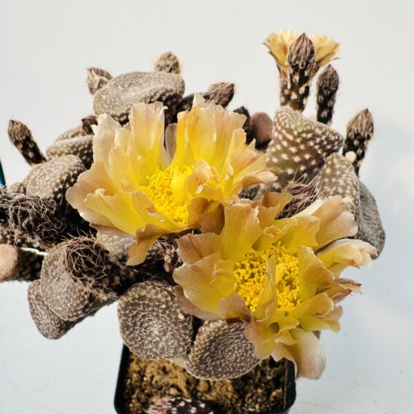 Maihueniopsis clavaroides “Dedos de muerto”