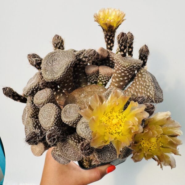 Cactus Colección 4