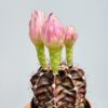 Gymnocalycium mihanovichi