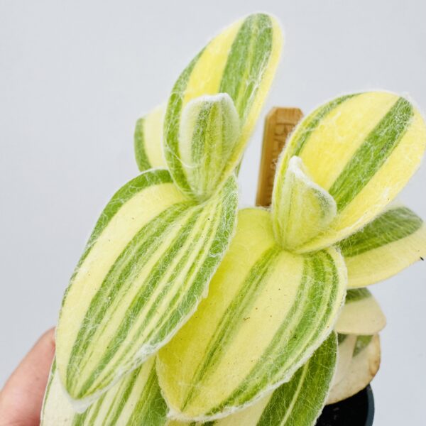 Tradescantia silla variegata