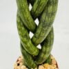Sanseviera trenza
