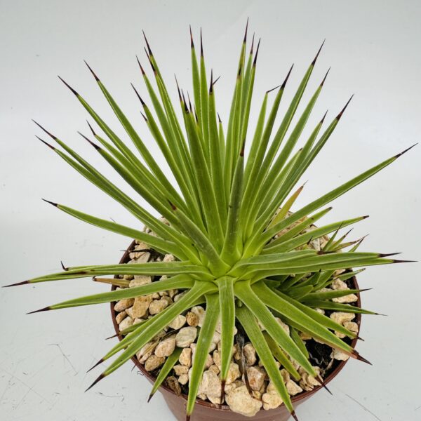 Agave stricta nana 4