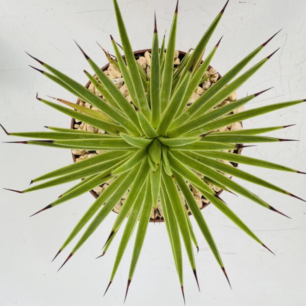 Agave stricta nana 3