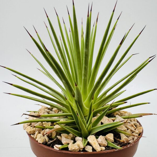 Agave stricta nana 1