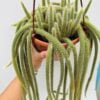Cola de Rata, Disocactus flageliformis