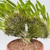 Pachypodium lamerei crestado