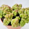 Crassula marchandii