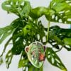Monstera Monkey Mask