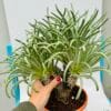Tylecodon wallitii