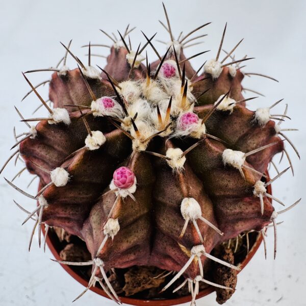 Gymnocalycium mihanovichi